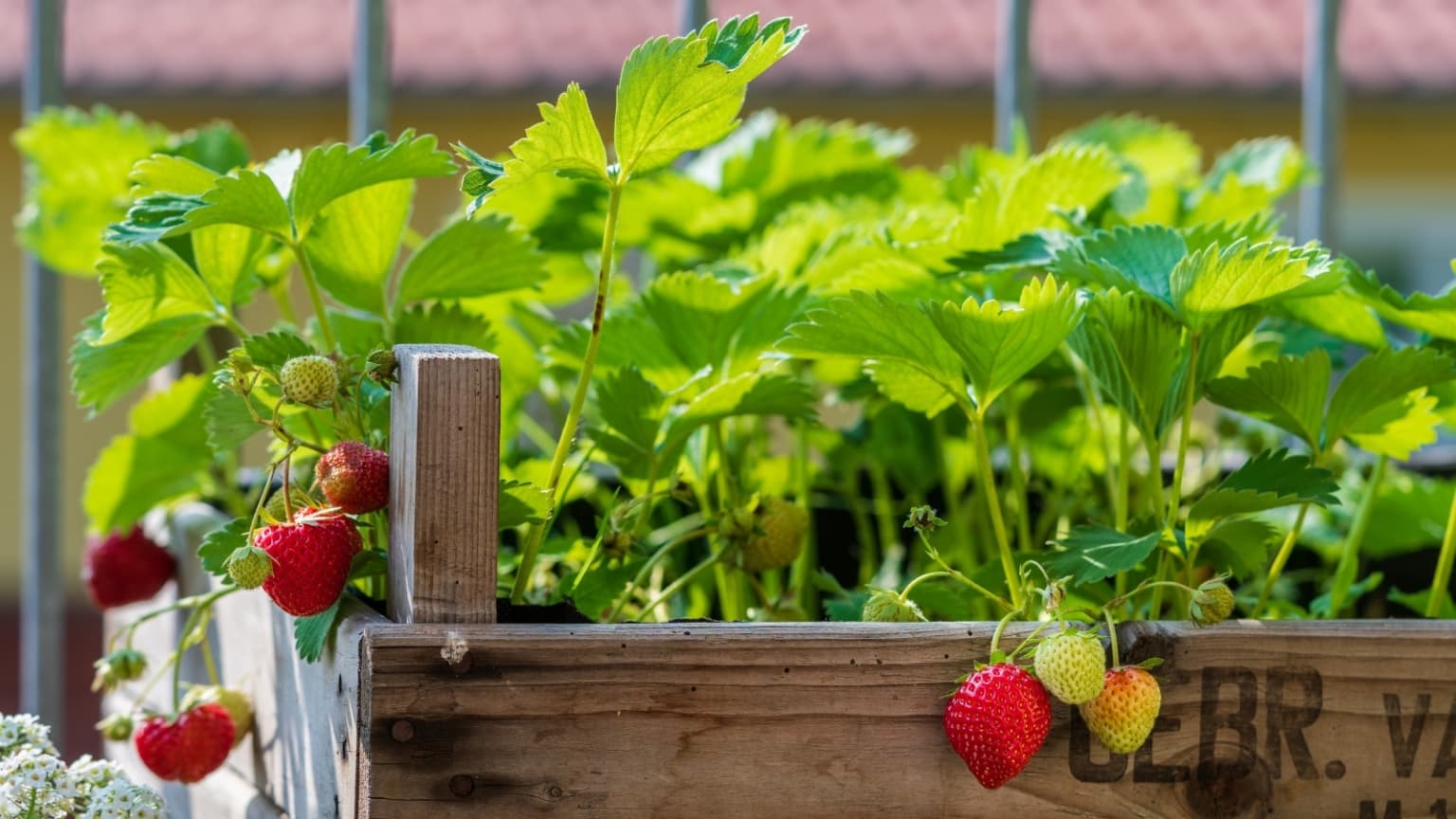 Kitchen Gardening by Agro Greenvibe