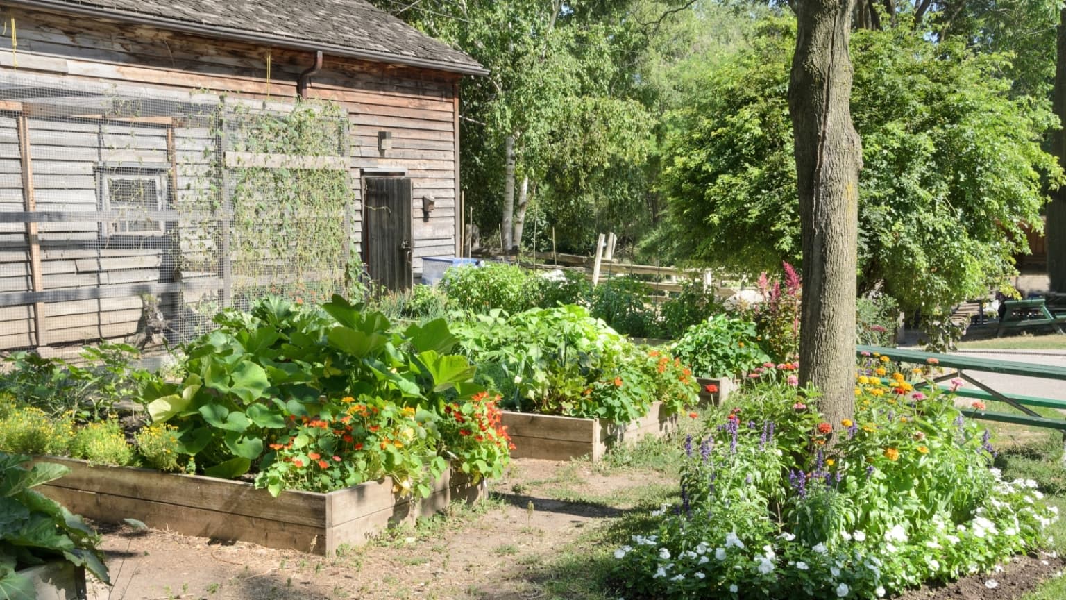 Kitchen Gardening project 3