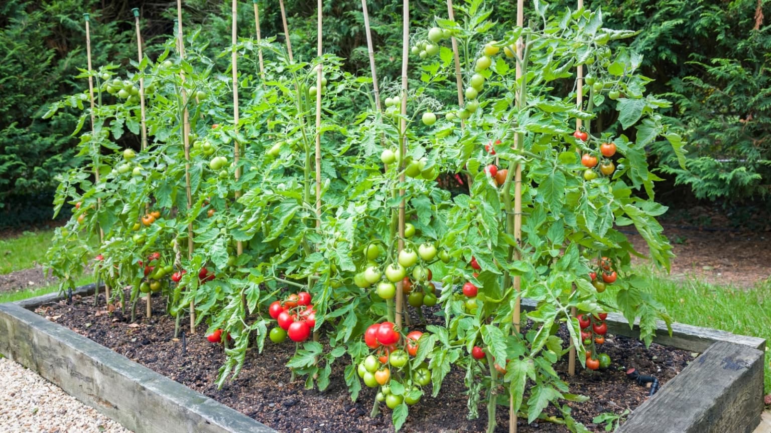 Kitchen Gardening project 4