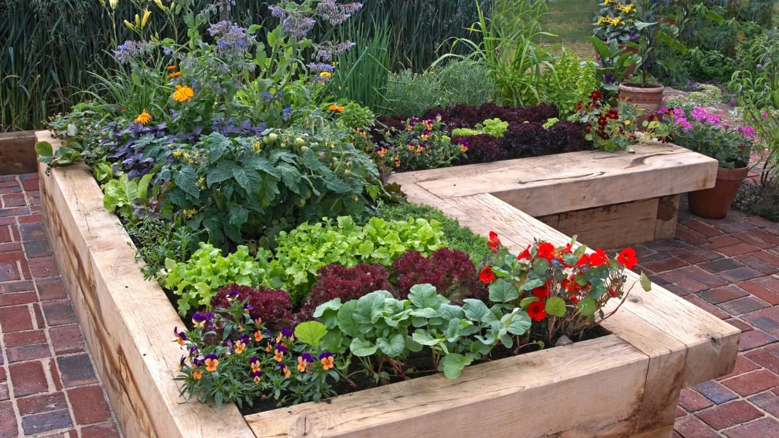 Kitchen Gardening project 5