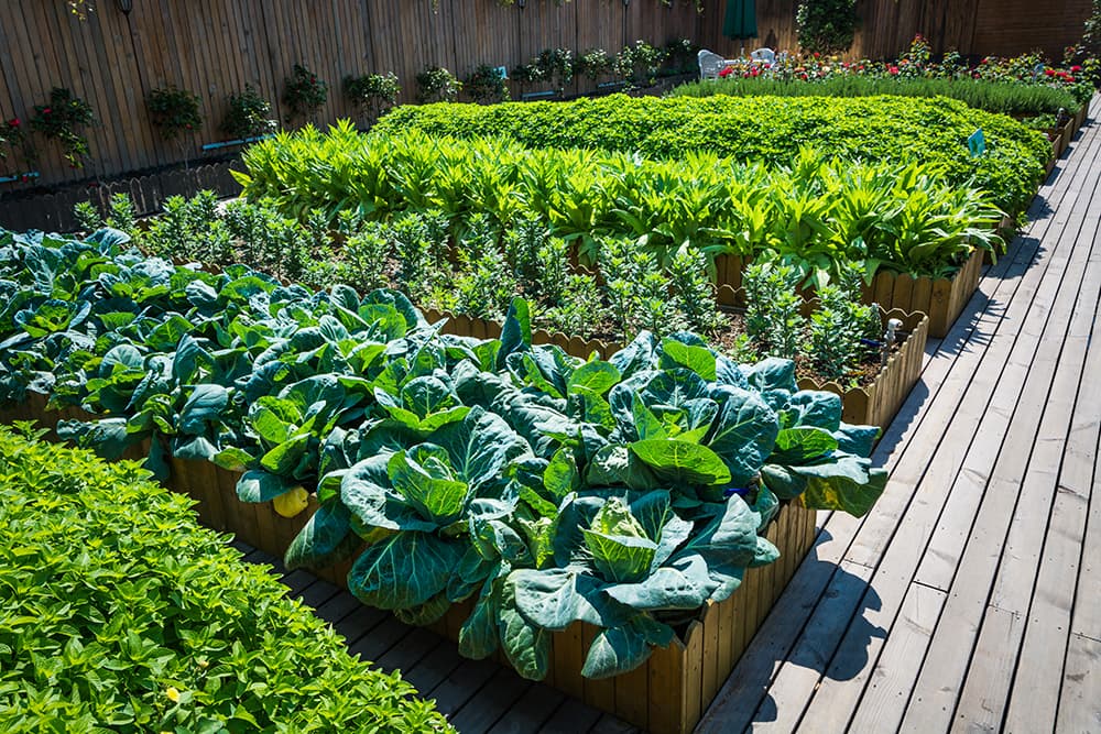 Kitchen Gardening project 6