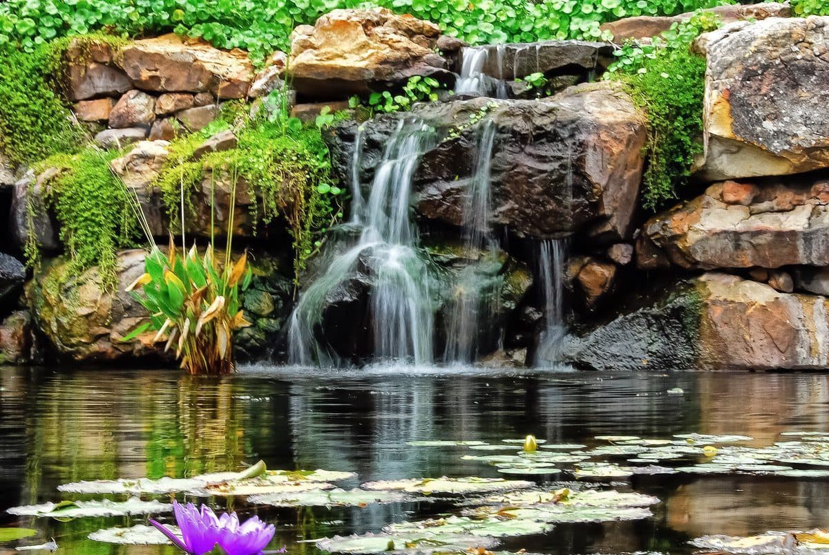 Natural & Artificial Ponds project 2