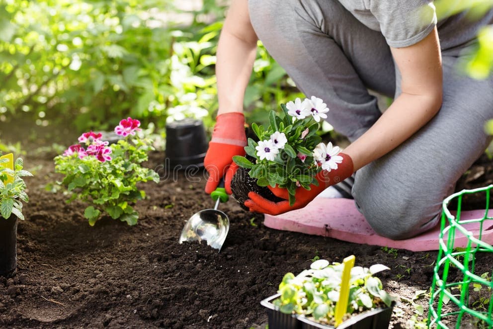Other Gardening Services by Agro Greenvibe
