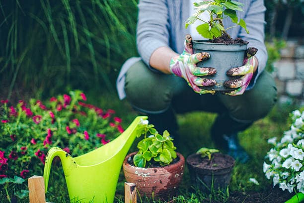 Other Gardening Services project 3