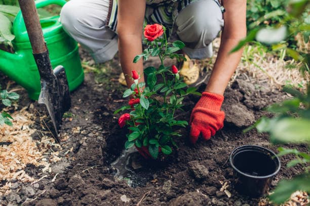 Other Gardening Services project 4