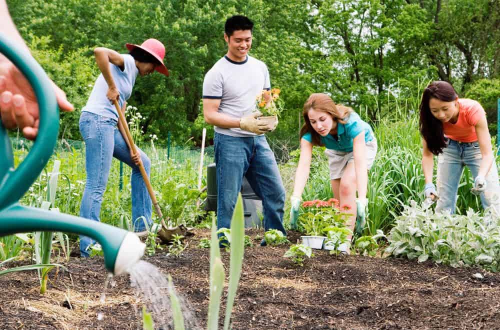 Other Gardening Services project 8