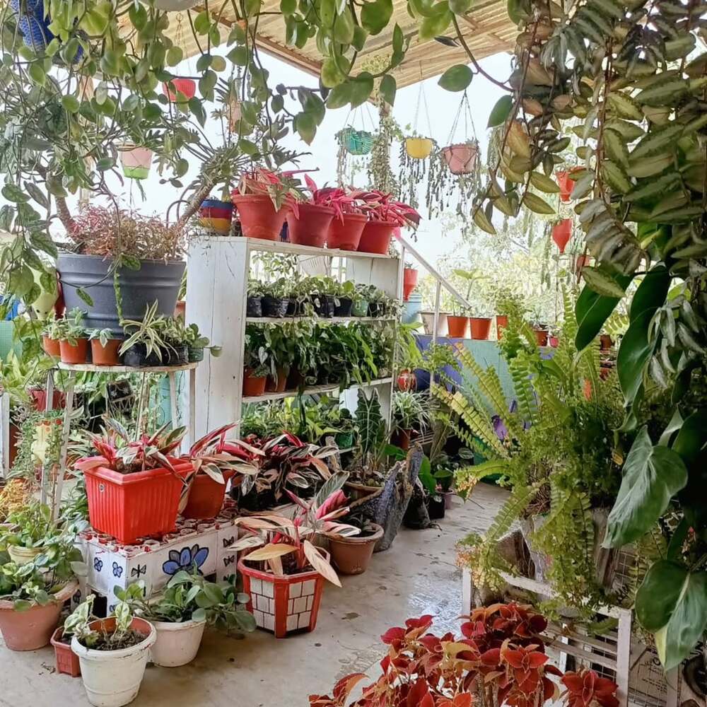 Terrace Gardening project 18