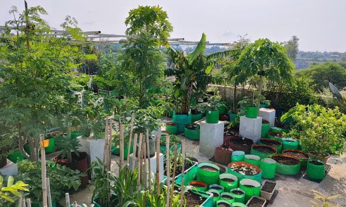Terrace Gardening project 25