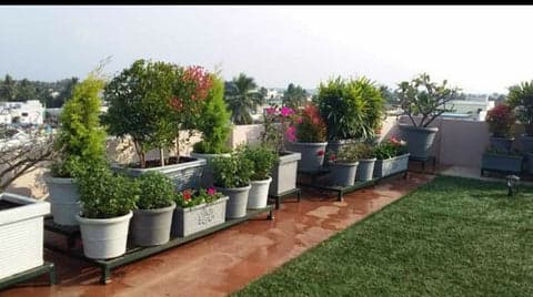 Terrace Gardening project 26